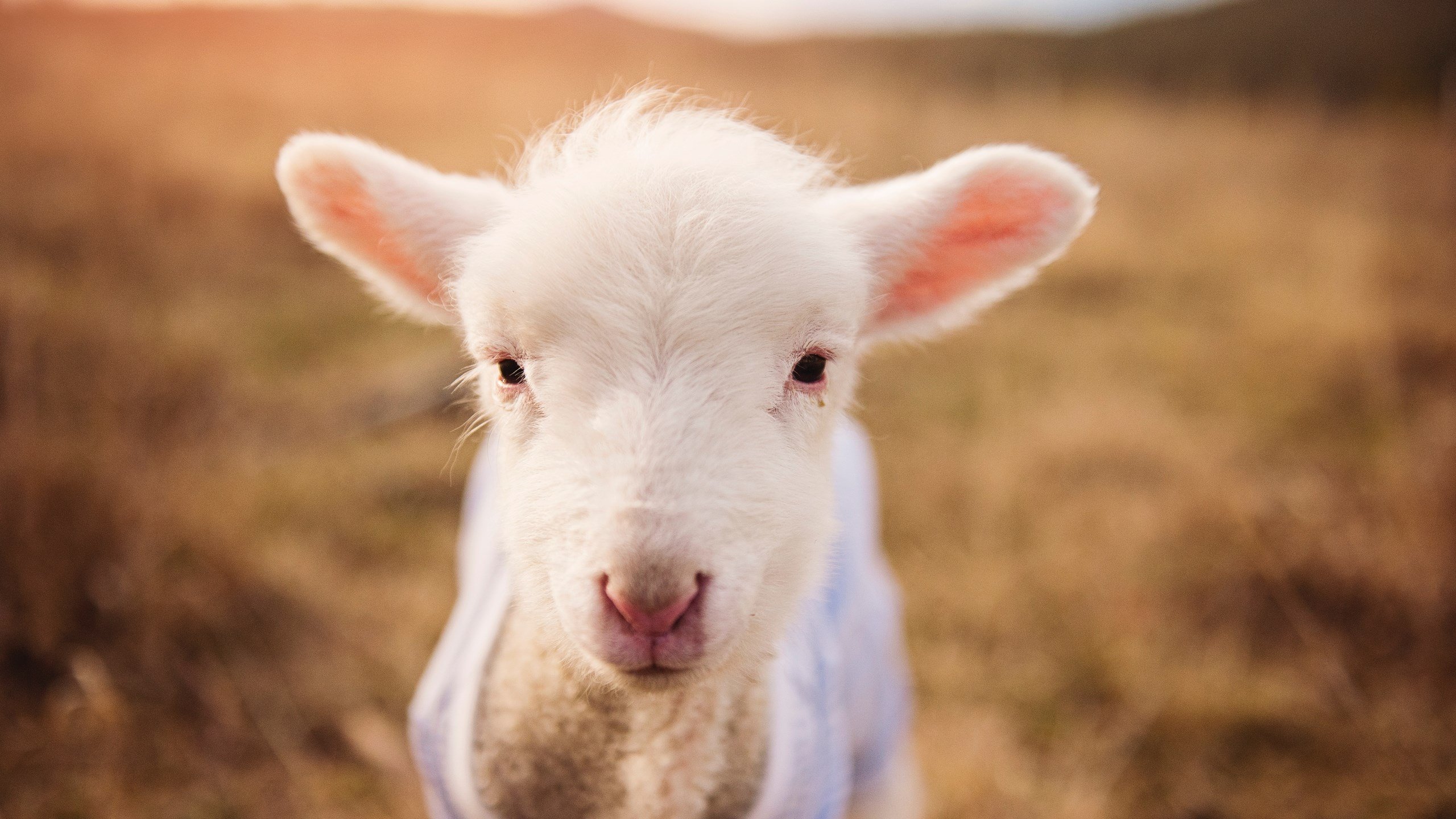当76人的铁血席卷北京，范弗利特却在英超赛场错位接管？体育世界的魔幻与现实