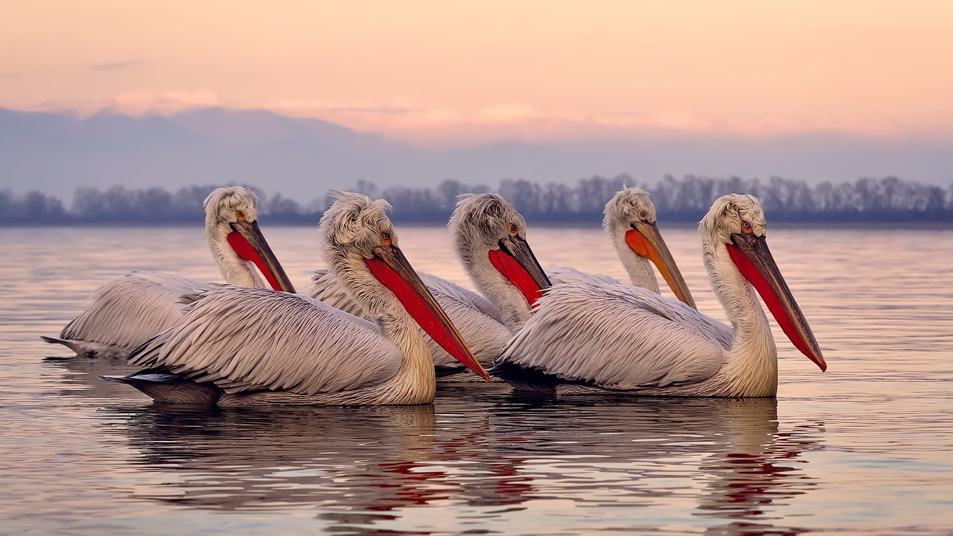铁血爵士冰封迈阿密，班凯罗奥运前奏引爆全球期待